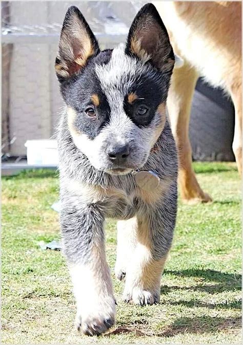 While any dog can be trained to do this, the ones that do it the best are usually as a result of selective breeding for those characteristics. . Fully trained working cattle dogs for sale near illinois